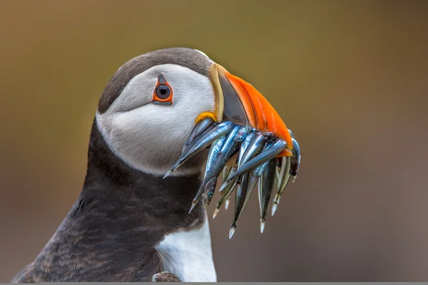 Puffin with beak full of eels — Stock Photo, Image