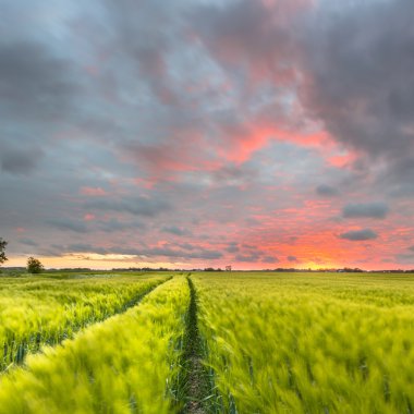 Buğday alanında sonsuz traktör iz