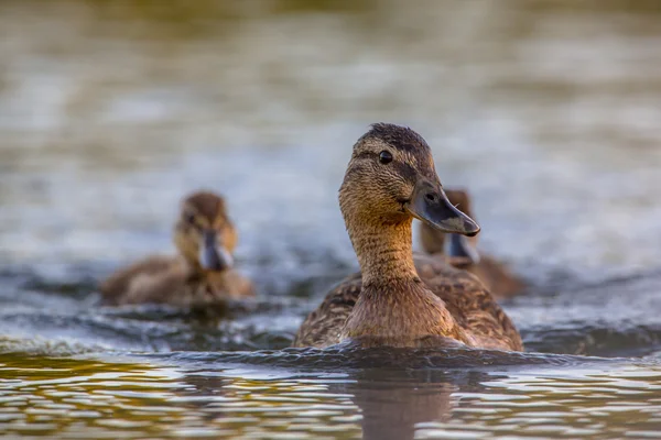 Mother mallard duck — Stock Photo, Image