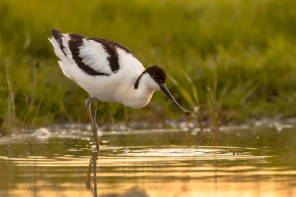 Wading pied avocet — Stock Photo, Image