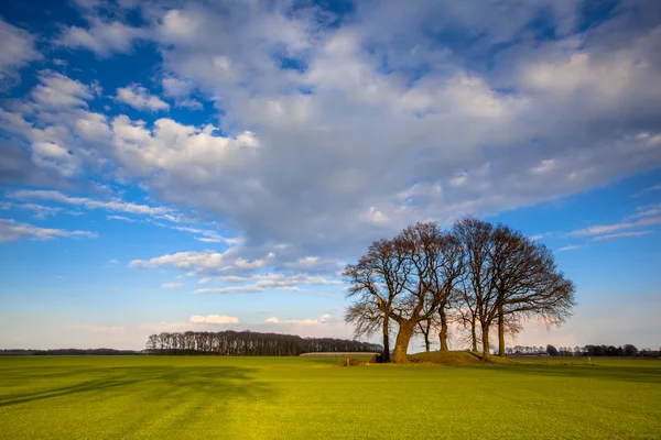 Bomen in het landschap van de fel gekleurde voorjaar van Nederland — Stockfoto