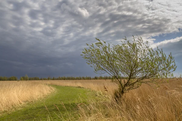 Willow tree april — Stock Photo, Image