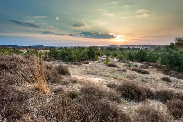 ヘザーと Veluwe の砂に沈む夕日 — ストック写真