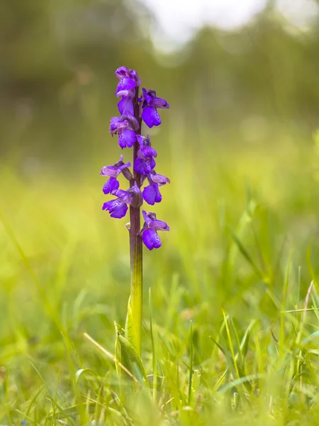 Зеленокрылый цветок орхидеи — стоковое фото