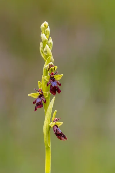 Fly orchidej květina — Stock fotografie