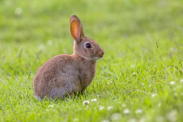Vista lateral do coelho europeu selvagem — Fotografia de Stock