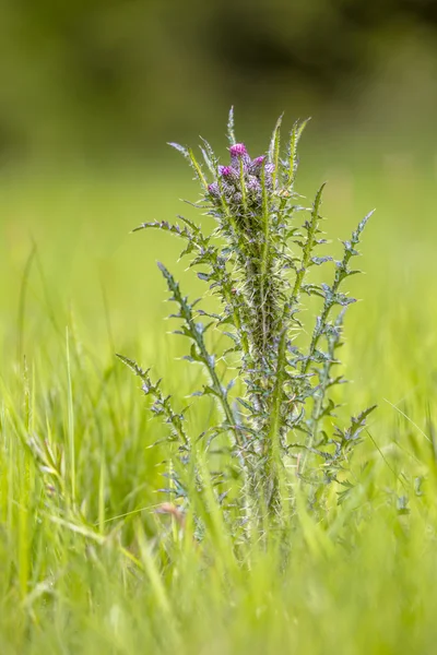 Marsh distel plant — Stockfoto