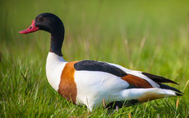 Genç bir erkek ortak shelduck yakın çekim