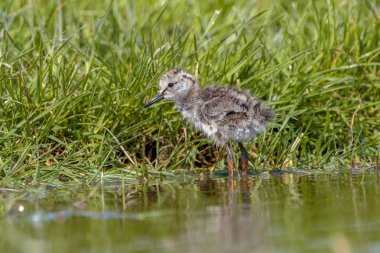 Ortak bir Redshank piliç