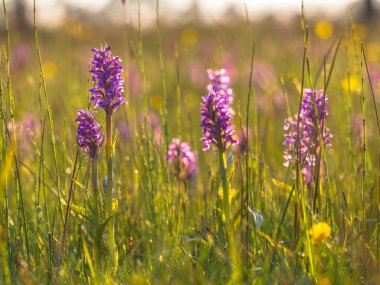 Doğal çim alan grup vahşi Avrupa orkide