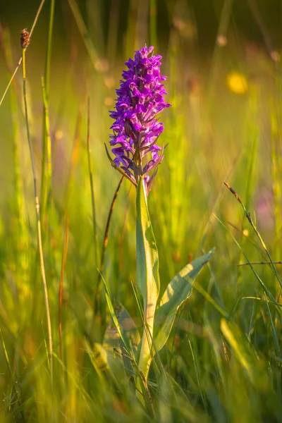 Campo di erba naturale con orchidee europee selvagge — Foto Stock
