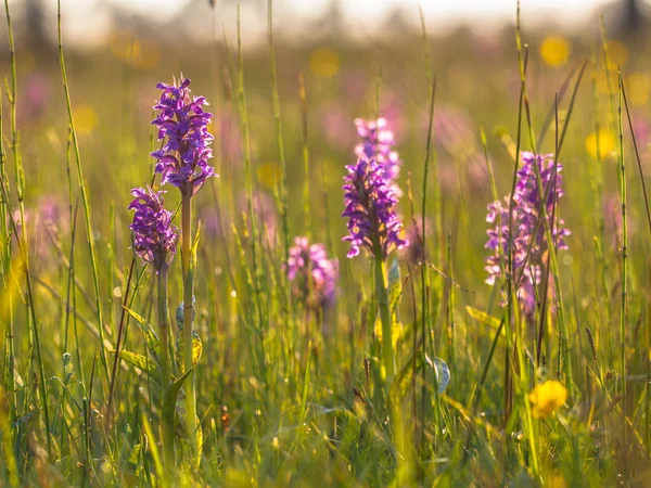 Doğal çim alan grup vahşi Avrupa orkide