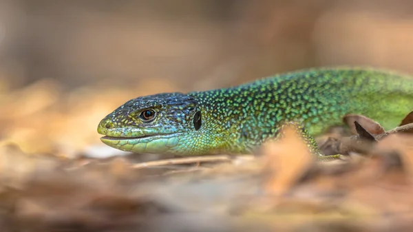 Chefe do Lagarto Verde da Europa Oriental — Fotografia de Stock