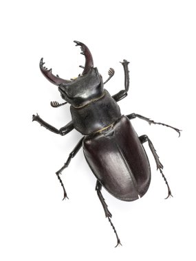 Tırmanma izole Stag Beetle