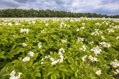 Patates tarlada beyaz çiçekler