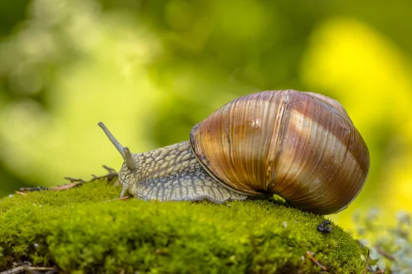 Caracol Escargot em verde — Fotografia de Stock