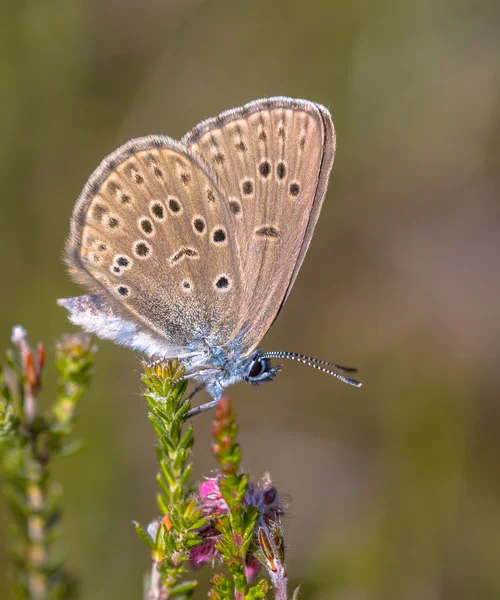 Alcon blue butterfly vertical — Stock Photo, Image