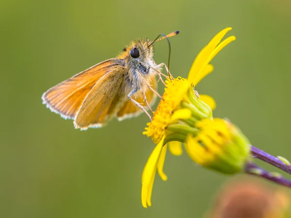 Essex skipper yellow flower — Stock Photo, Image