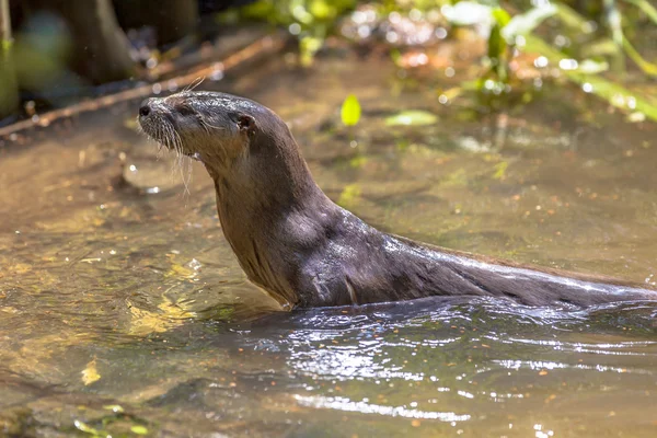 水から見上げるユーラシアカワウソ — ストック写真