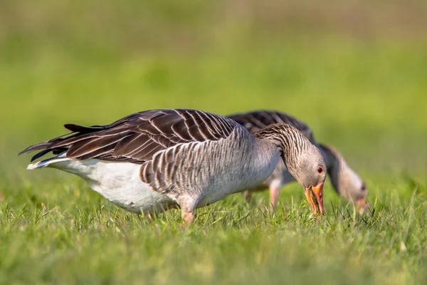 Par grågås livnär sig på gräs — Stockfoto