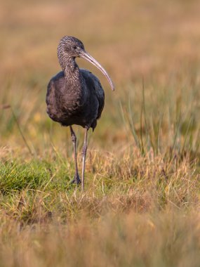 Parlak Ibis (Plegadis falcinellus)