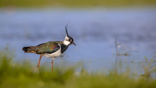 European Northern lapwing — Stock Photo, Image