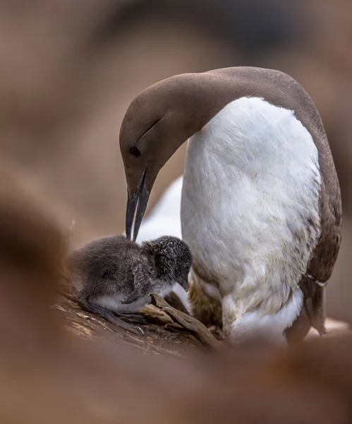 Common guillemot with chick — Stock Photo, Image