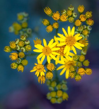 Jacobaea vulgaris veya Ragwort