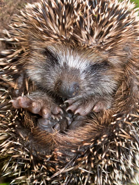 Entzückender junger Igel — Stockfoto