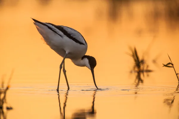 Pied avocet in orange surroundings — Stock Photo, Image