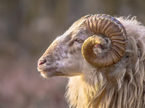 Ancient breed of long-tailed sheep — Stock Photo, Image