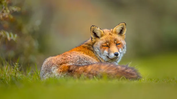 Viejo zorro rojo europeo gris descansando — Foto de Stock