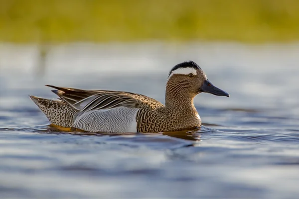 Male garganey duck — Stock Photo, Image