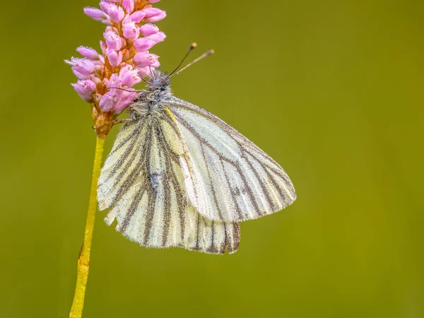 Durmiendo verde-veteado blanco —  Fotos de Stock