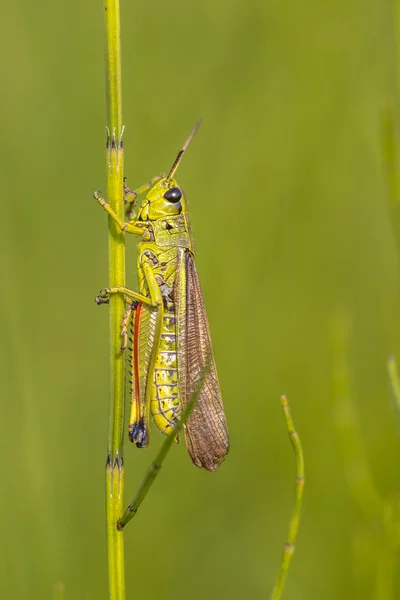 Moerassprinkhaan on horsetail — Stock Photo, Image