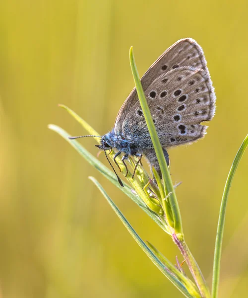 Reproduzindo Alcon borboleta azul — Fotografia de Stock