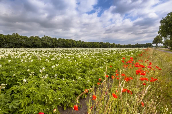 Campo de patatas en flor — Foto de Stock