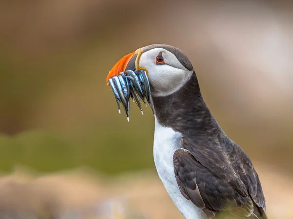 Puffin with beek full of sandeels — Stock Photo, Image
