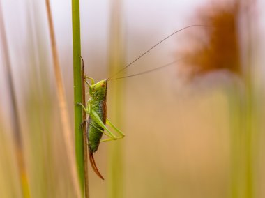 Short winged Conehead clipart