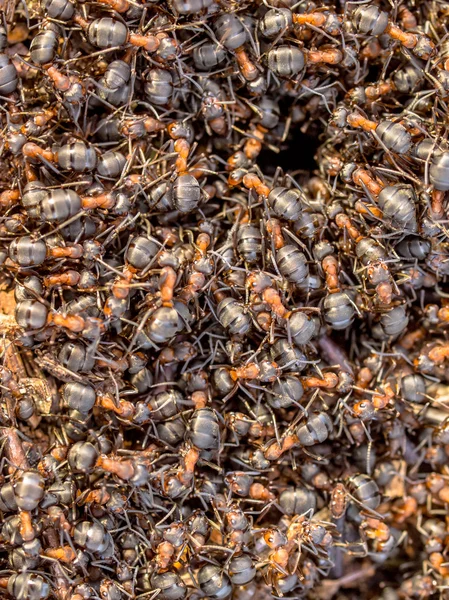Las hormigas rojas alrededor de la entrada de su nido —  Fotos de Stock