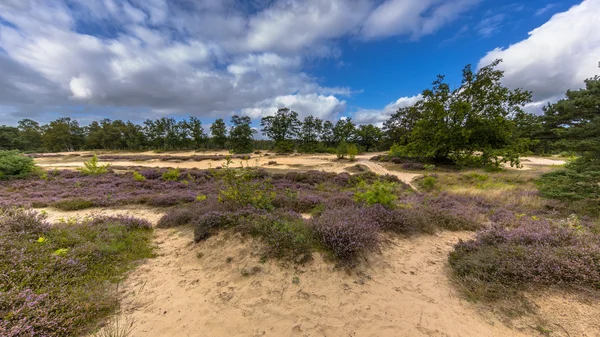 Heide Zeegserduinen a Drentse Aa Nemzeti Parkban — Stock Fotó
