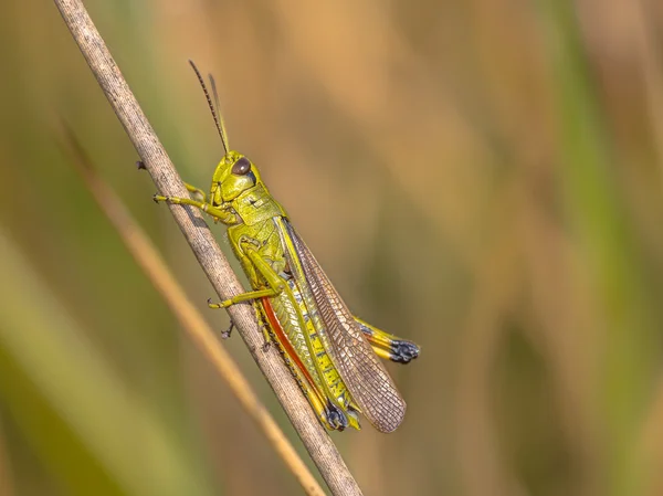 Moerassprinkhaan na spěch — Stock fotografie