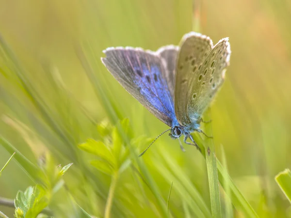 Alcon papillon bleu — Photo