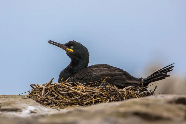 European shag on nest — Stock Photo, Image