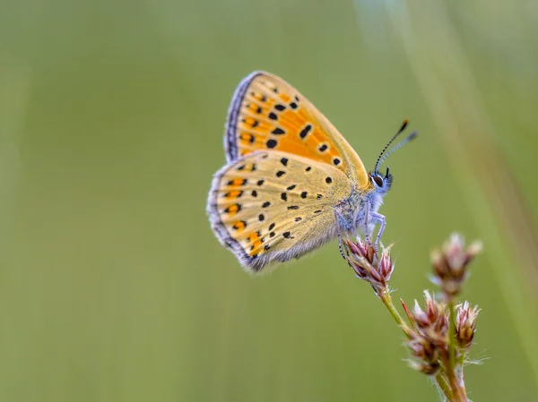 Sooty Copper Butterfly en carrera — Foto de Stock