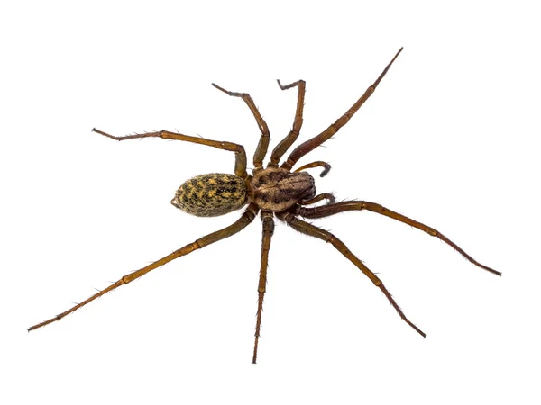 Korku evi örümcek üzerinde beyaz izole — Stok fotoğraf