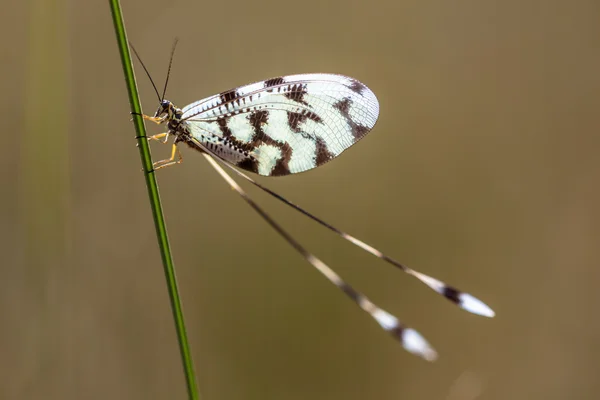 Nemoptera löffelflügeliges Insekt — Stockfoto