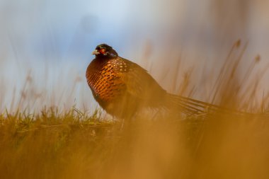 Bitki örtüsü içinde renkli sülün