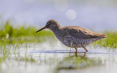 Ortak redshank sulak içinde yiyecek arama