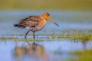 Siyah çulluğu bir Sulak alan sığ suda yürürken kuyruk